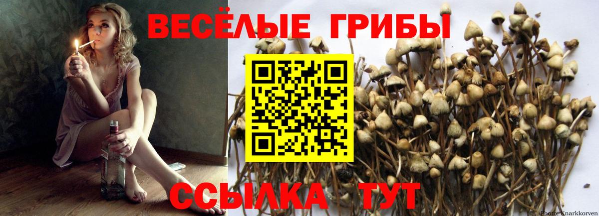 Псилоцибиновые грибы Psilocybe Обь